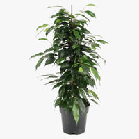 Ficus Benjamina – Danielle
