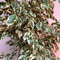 Ficus Benjamina – Starlight – Benjamin Tree