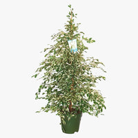 Ficus Benjamina – Starlight – Benjamin Tree