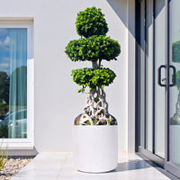 Ficus Bonsai Net Shaped - 2-2.25m