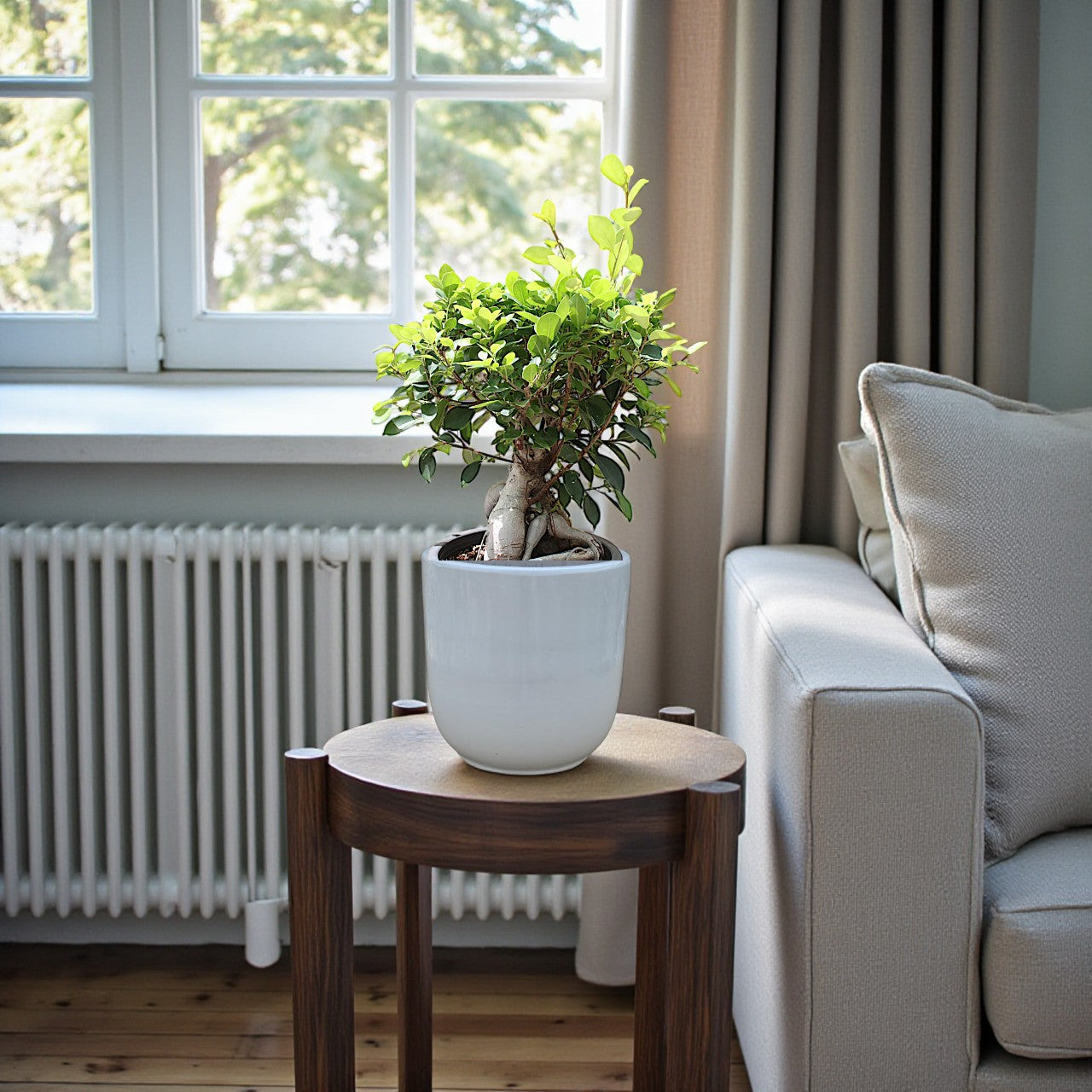 Ficus Ginseng Bonsai - Ficus Retusa Plant