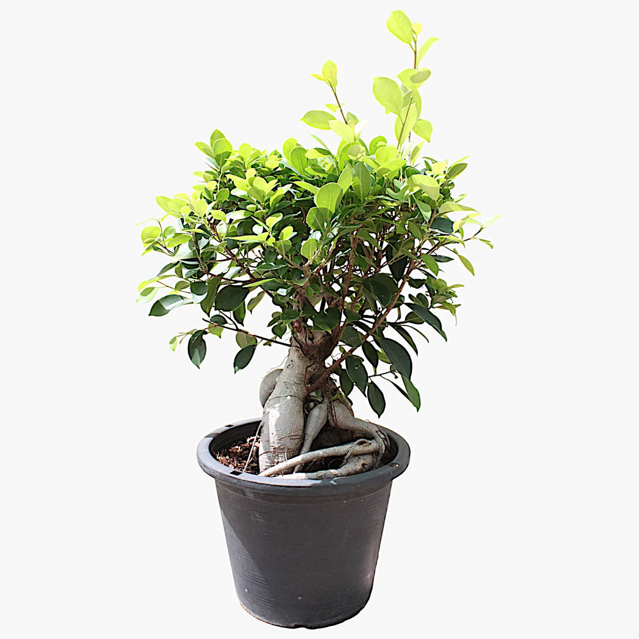 Ficus Ginseng Bonsai - Ficus Retusa Plant