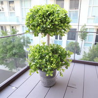 Ficus Panda - 2 Head - Ficus Retusa