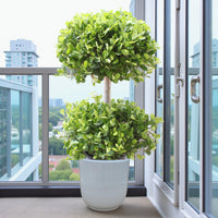 Ficus Panda - 2 Head - Ficus Retusa