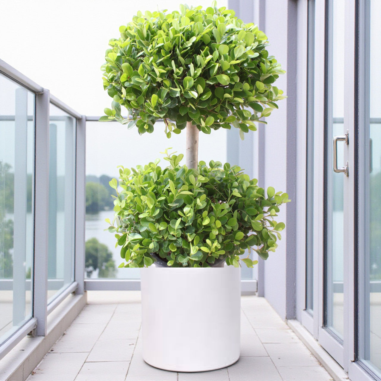 Ficus Panda - 2 Head - Ficus Retusa