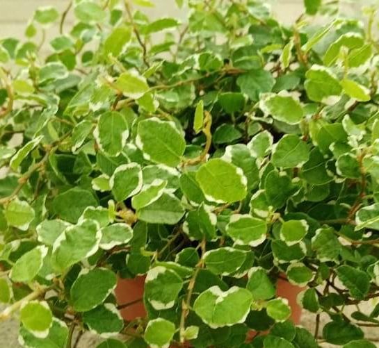 Buy Ficus pumila "Variegated" Online,Ficus pumila "Variegated", Creeping Fig, Low-Maintenance Plant, Eastern Asia