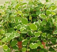 Buy Ficus pumila 