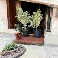 Ficus benjamina variegata - Variegated Weeping Fig