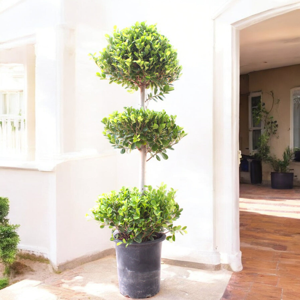 Ficus Panda
