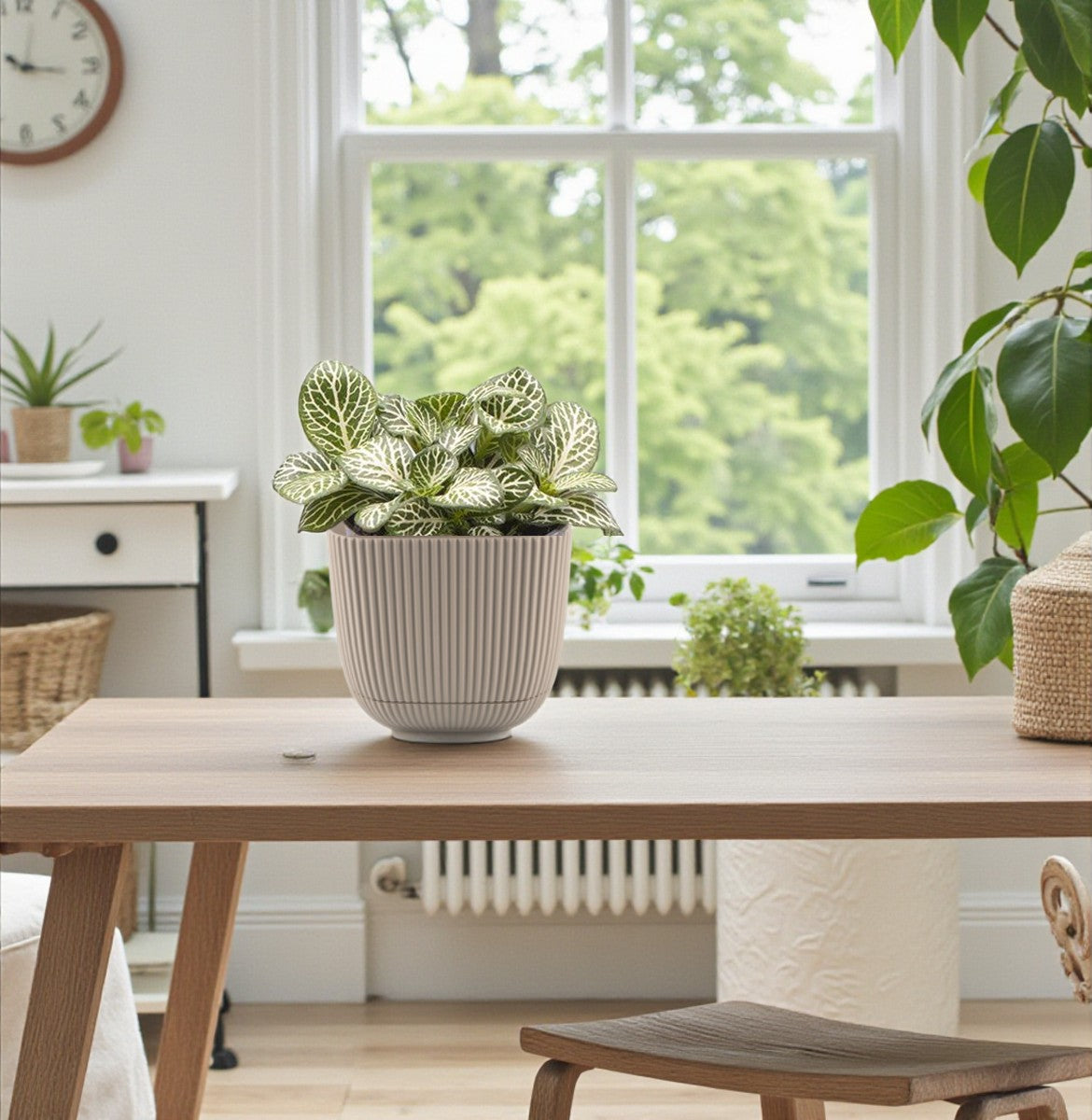 Fittonia Plant - Nerve plant