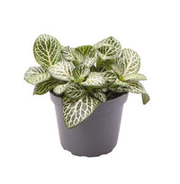 Fittonia Plant - Nerve plant
