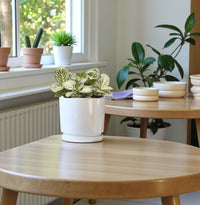 Fittonia Plant - Nerve plant