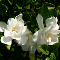 Gardenia Jasminoides Plant (Cape Jasmine)