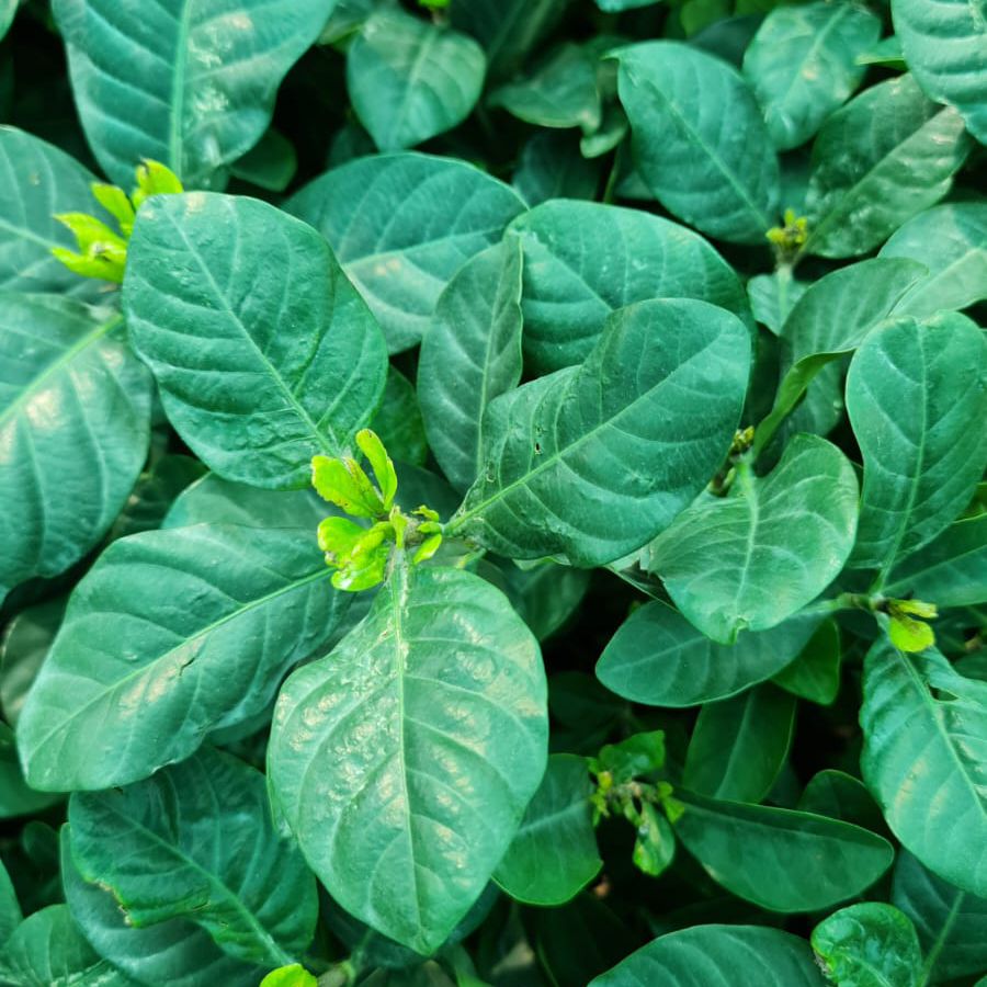 Gardenia Jasminoides Plant (Cape Jasmine)