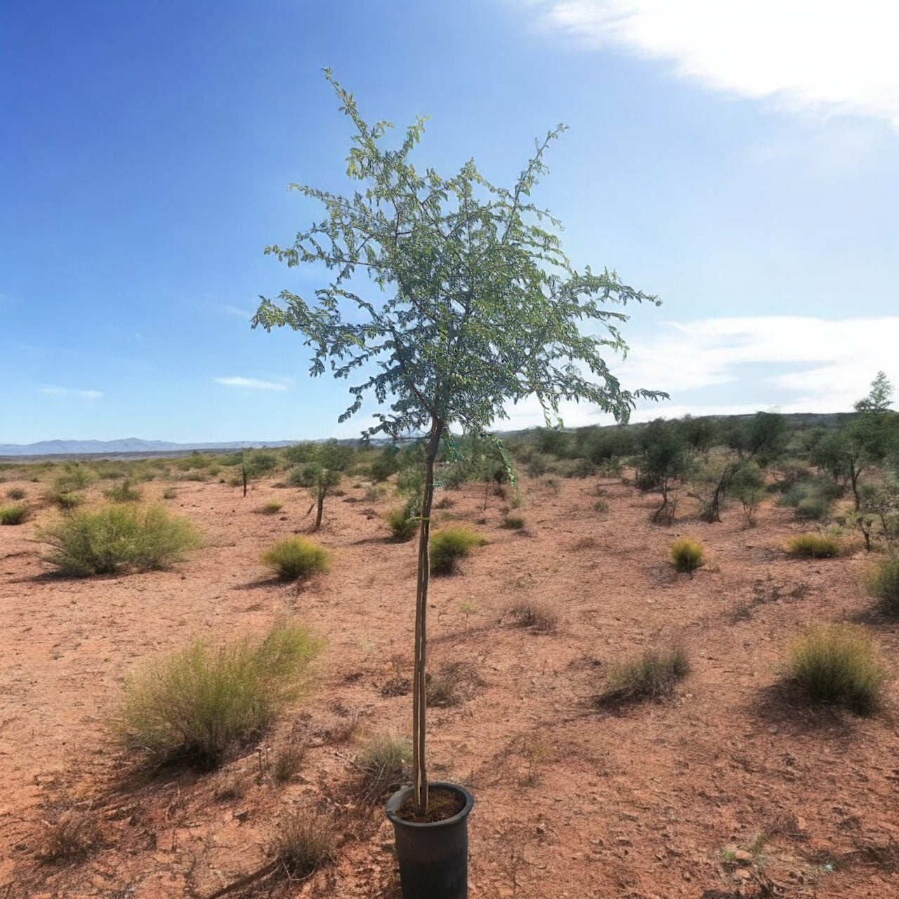 Ghaf Tree - Prosopis Cineraria