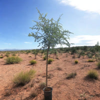 Ghaf Tree - Prosopis Cineraria