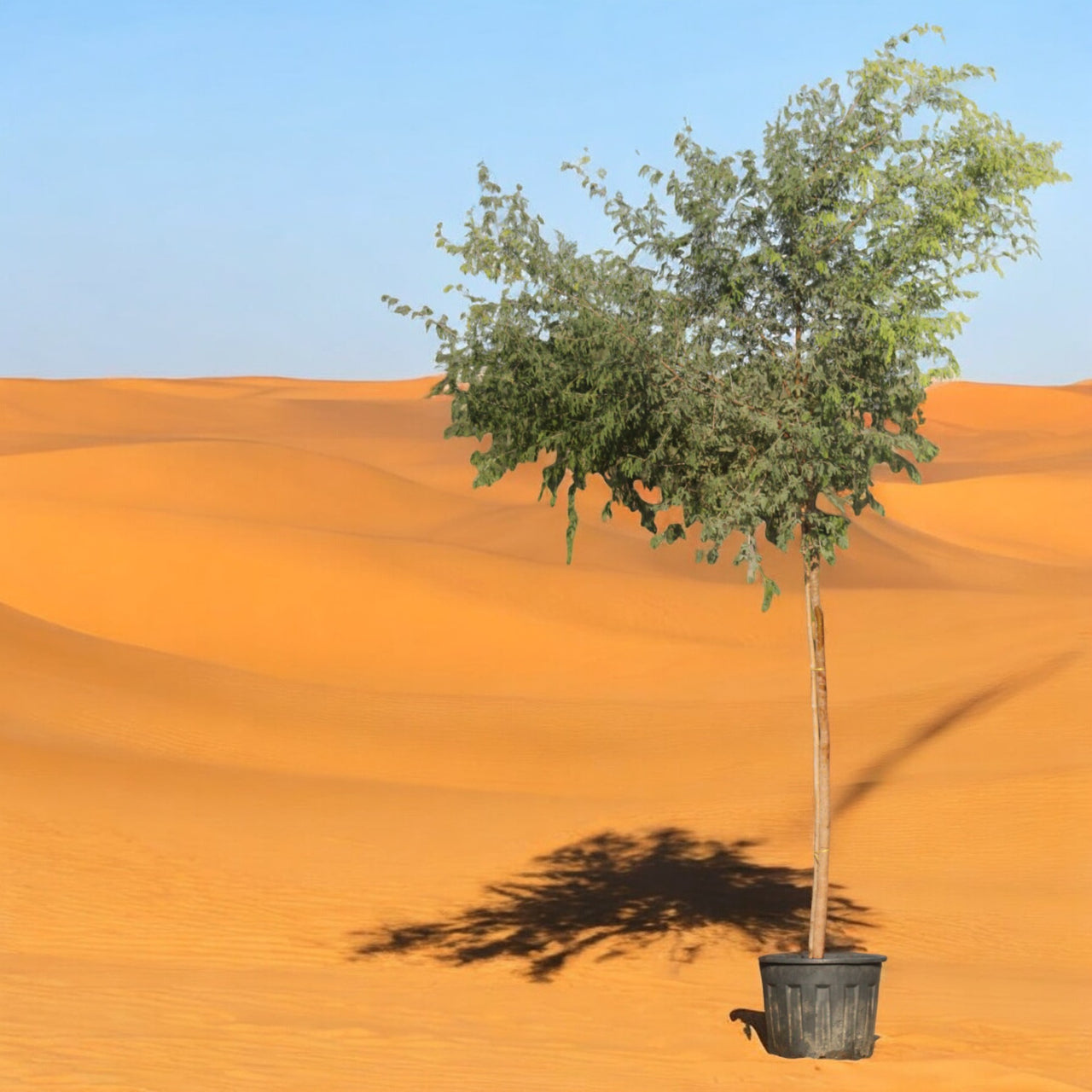 Ghaf Tree