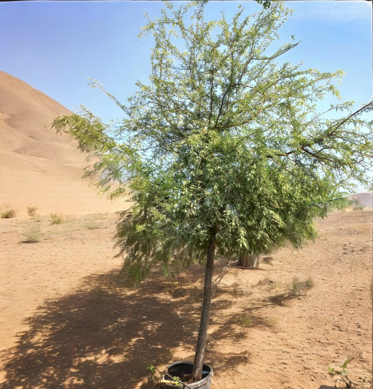 Ghaf Tree - Prosopis Cineraria | Classicflowers.ae Dubai Plant