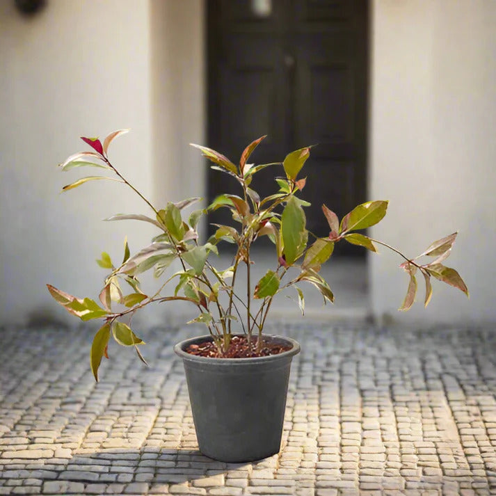 Golden Net Bush