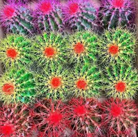 Golden Barrel cacti (Echinocactus grusonii) Painted