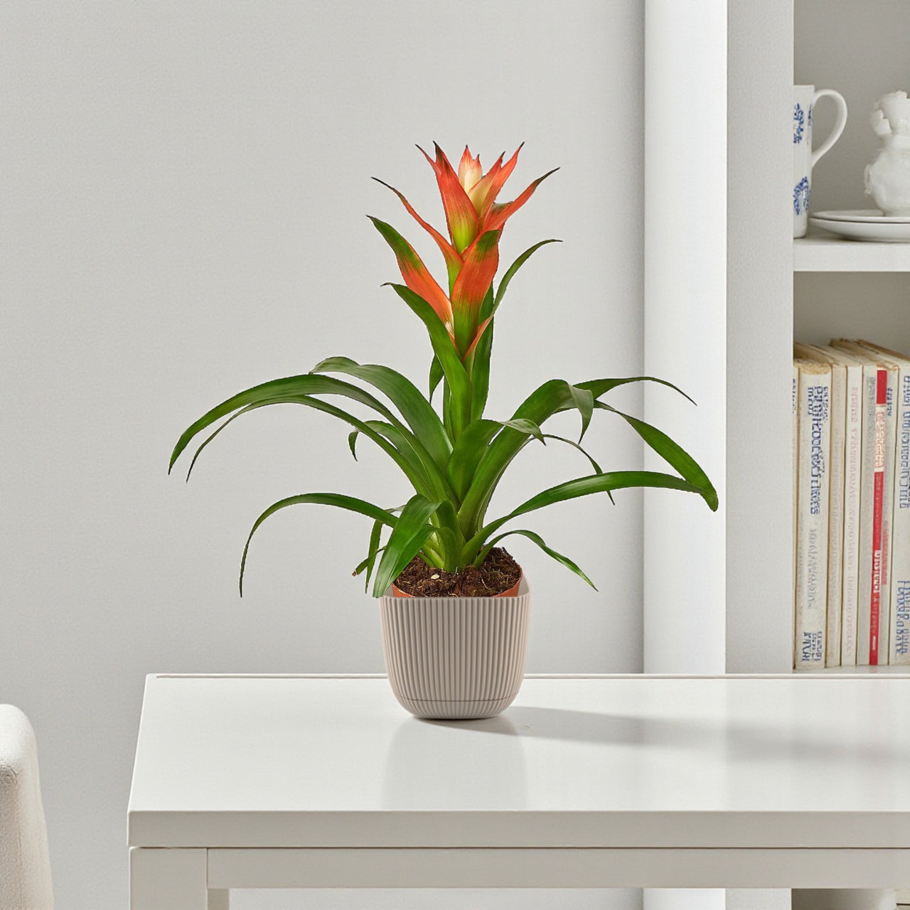 Guzmania Plant (Epiphytic Plants, Scarlet Star)