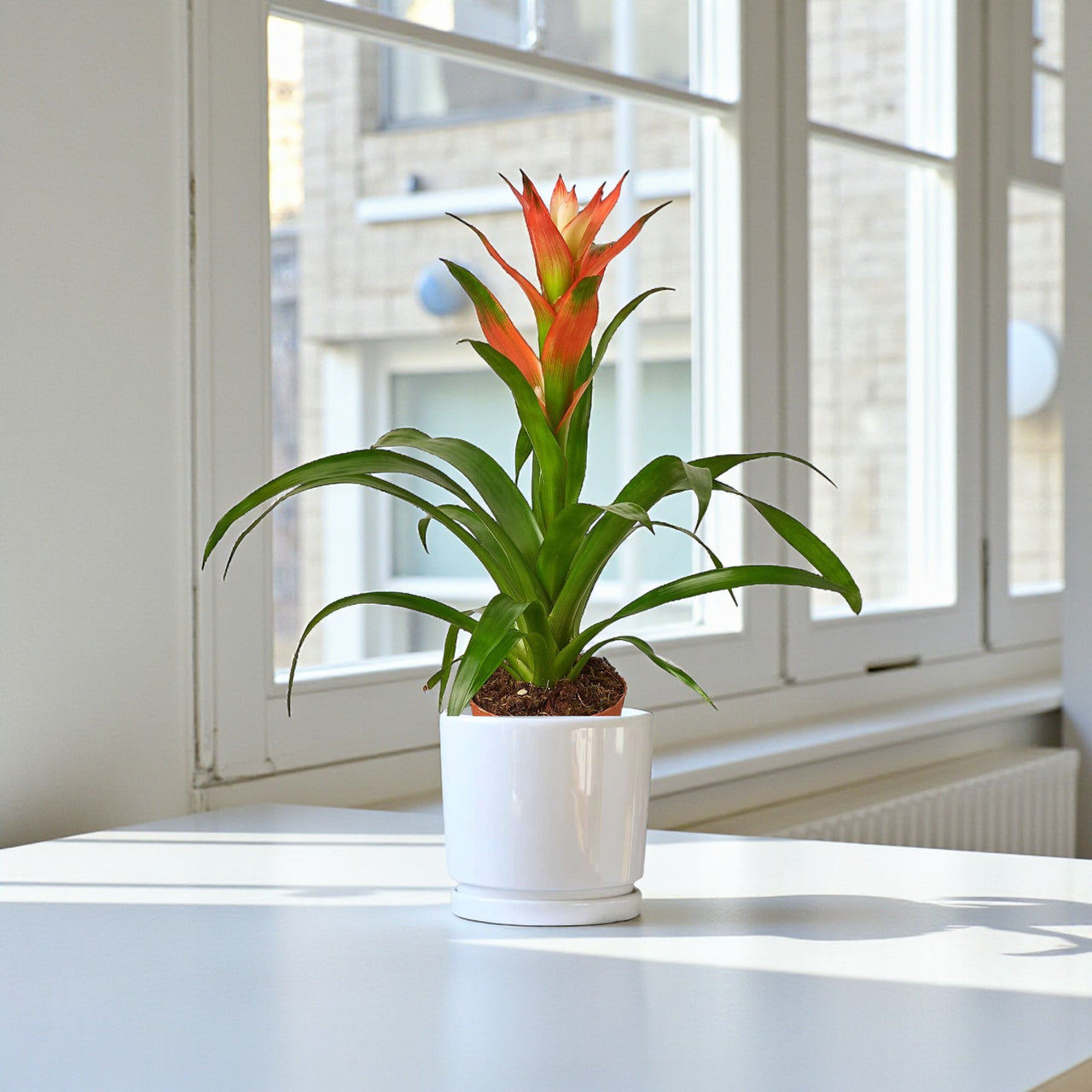 Guzmania Plant (Epiphytic Plants, Scarlet Star)