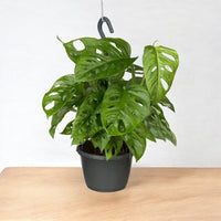 Monstera Adansonii-Hanging Adansons Monstera