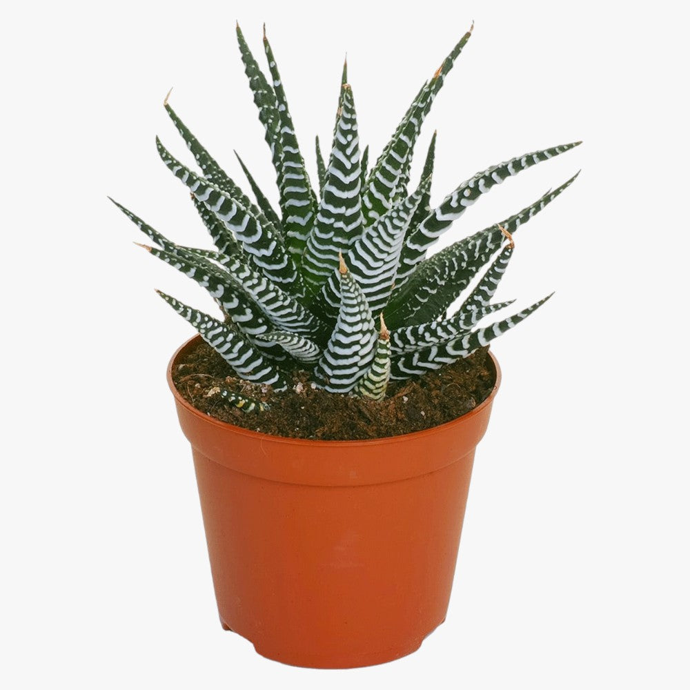 Haworthia Fasciata - Wide Zebra - Big Band