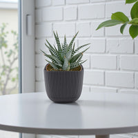 Haworthia Fasciata - Wide Zebra - Big Band