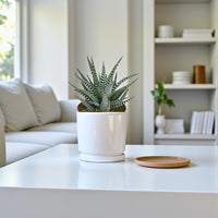 Haworthia Fasciata - Wide Zebra - Big Band