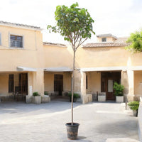 Hibiscus tiliaceus - Beach Hibiscus