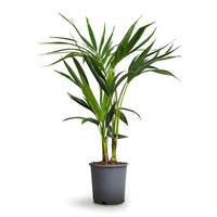 Kentia Palm (Howea Forsteriana, Sentry Palm, Thatch Palm, Paradise Palm)