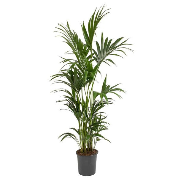 Kentia Palm (Howea Forsteriana, Sentry Palm, Thatch Palm, Paradise Palm)