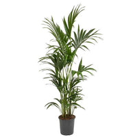 Kentia Palm (Howea Forsteriana, Sentry Palm, Thatch Palm, Paradise Palm)