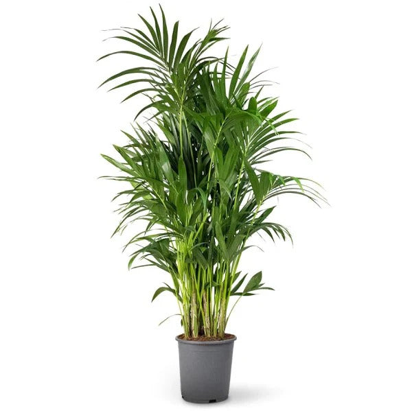 Kentia Palm (Howea Forsteriana, Sentry Palm, Thatch Palm, Paradise Palm)