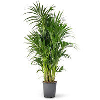 Kentia Palm (Howea Forsteriana, Sentry Palm, Thatch Palm, Paradise Palm)
