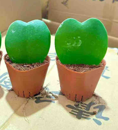 Hoya kerrii - heart Shaped Plant