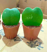 Hoya kerrii - heart Shaped Plant