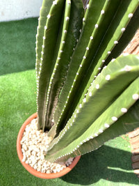 San Pedro–Style Columnar Cactus (Echinopsis / Trichocereus Type)