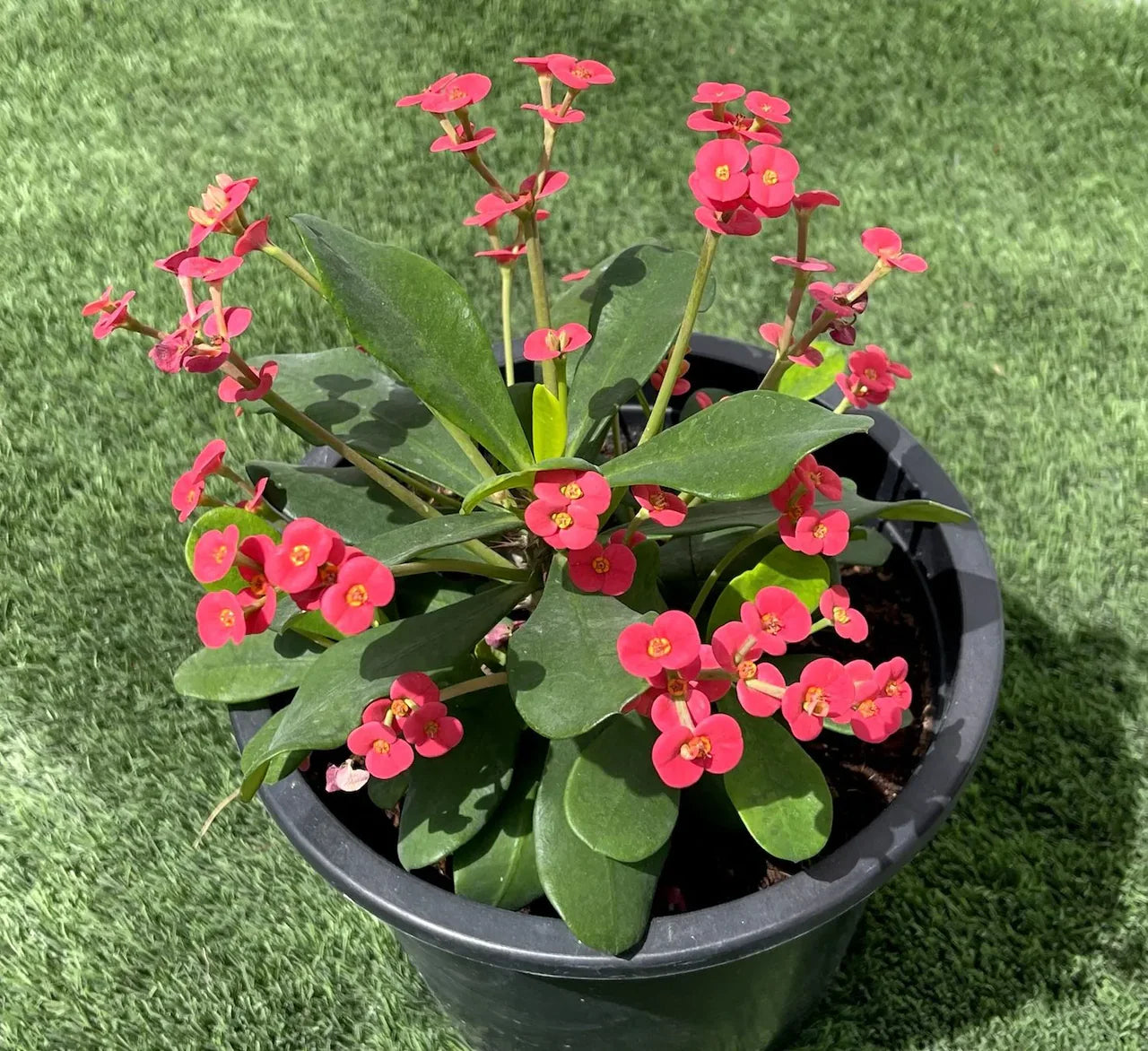 Euphorbia millii – Crown of Thorns