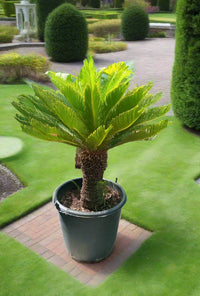 Cycas Revoluta - Sago Palm