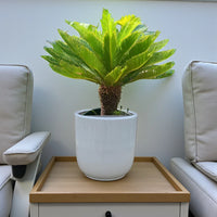 Cycas Revoluta - Sago Palm