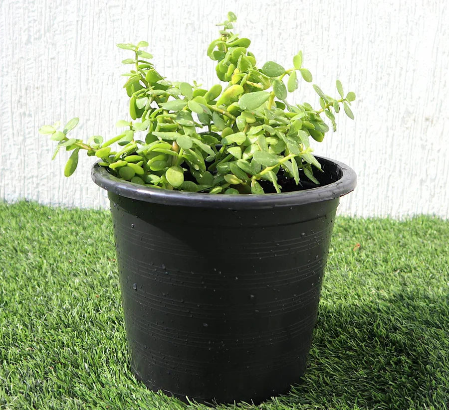 Portulacaria afra – Elephant Bush