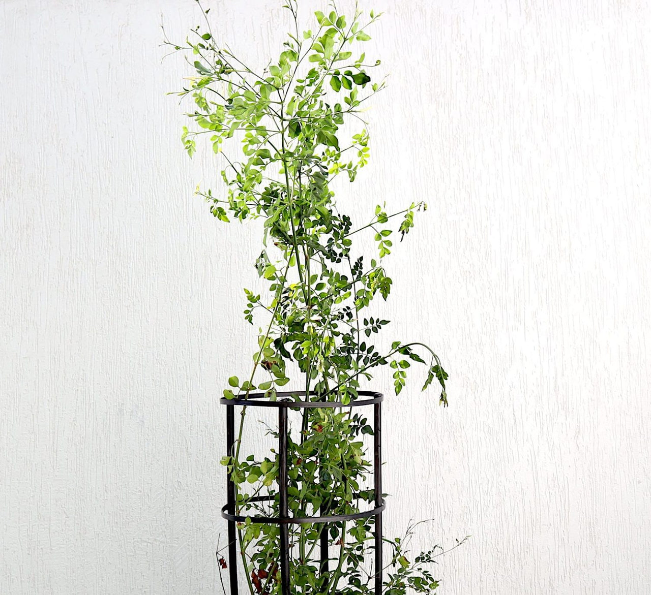 Jasminum Officinale: Fragrant Summer Jasmine Plant