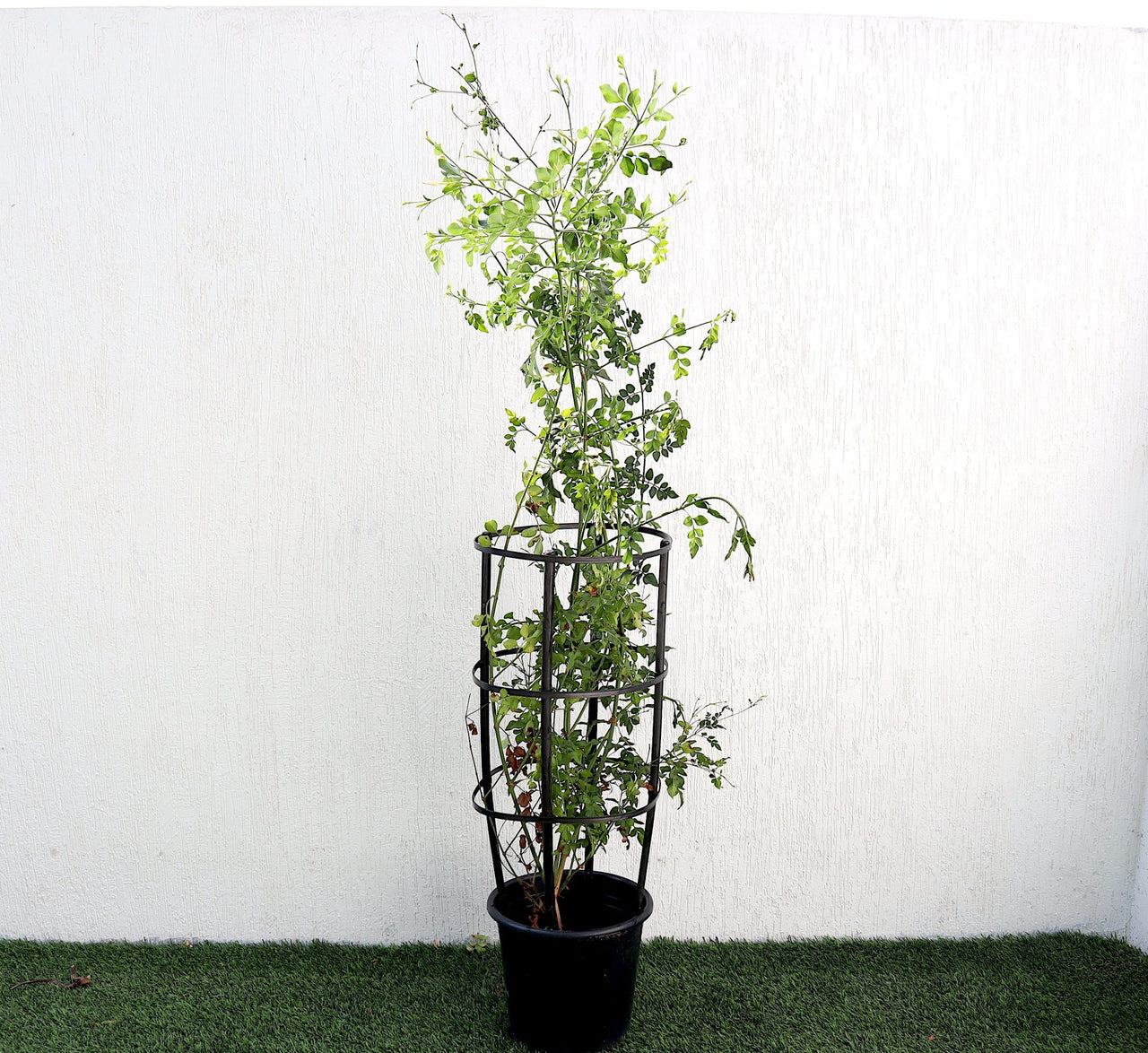 Jasminum Officinale, Summer Jasmine, Fast-Growing, Fragrant Plant, Buy Jasminum Officinale Online