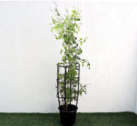 Jasminum Officinale, Summer Jasmine, Fast-Growing, Fragrant Plant, Buy Jasminum Officinale Online