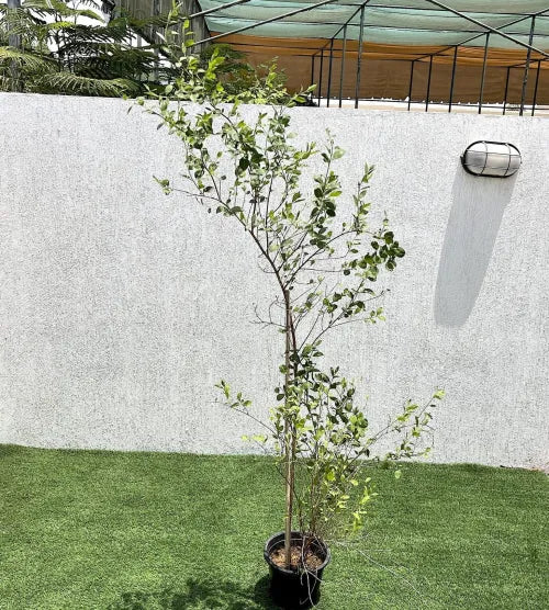 Henna “Lawsonia Inermis” Mehendi Plant