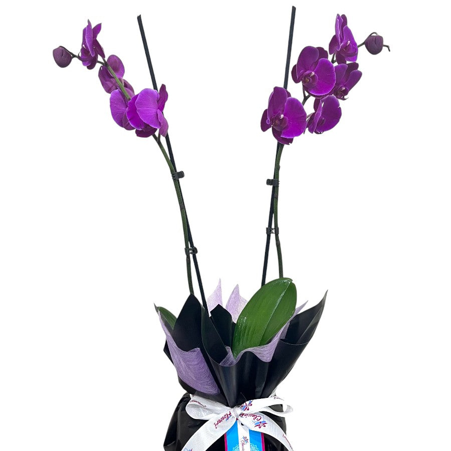 2 Stem Purple Orchid