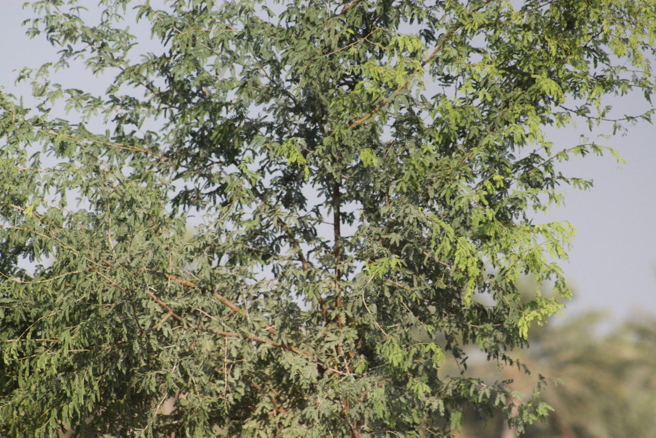 Ghaf Tree - Prosopis Cineraria