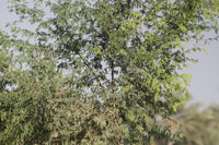 Ghaf Tree - Prosopis Cineraria
